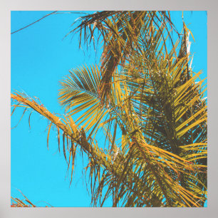 Palm Tree Leaves Turquoise Sky Poster