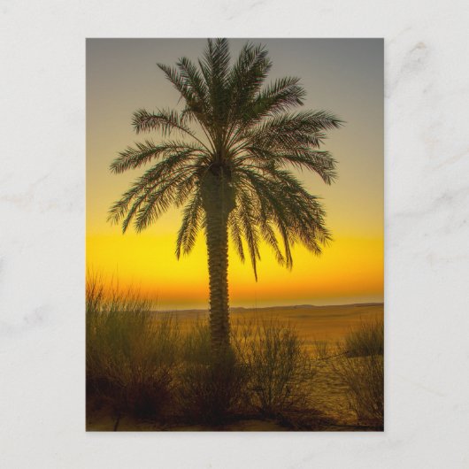 Palm Tree Sunrise Briefkaart (Voorkant)