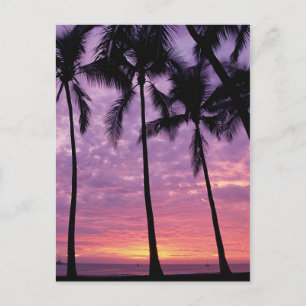 Palm Trees against Sky Briefkaart
