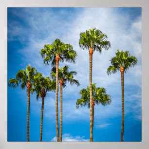 Palm Trees in San Diego, Californië Poster