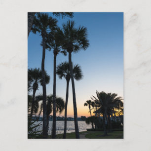Palm Trees Sunrise Destin Florida Carte postale
