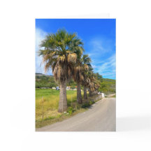 Palm Trees Zakynthos Griekenland