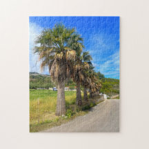 Palm Trees Zakynthos Griekenland