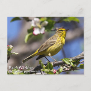 Palm Warbler Briefkaart