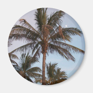 Palm wordt opgeborgen magneet