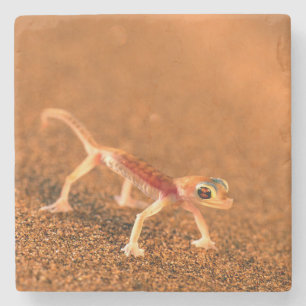 Palmatogecko op zandduin, Swakpomund, Erongo Stenen Onderzetter