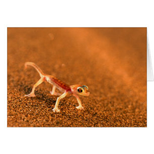 Palmatogecko sur dune de sable, Swakpomund, Erongo