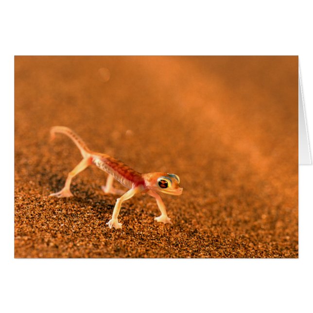 Palmatogecko sur dune de sable, Swakpomund, Erongo (Devant horizontal)