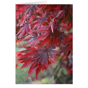Palmatum 'Trompenburg d'Acer