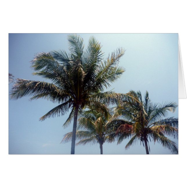 palmbomen (Voorkant Horizontaal)