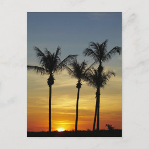 Palmbomen en zonsondergang, Mindil Beach Briefkaart