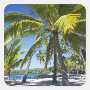 Palmbomen, nationaal historisch park Pu'uhonua o Vierkante Sticker