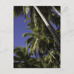 Palmbomen op een Caribische tropisch eiland Briefkaart