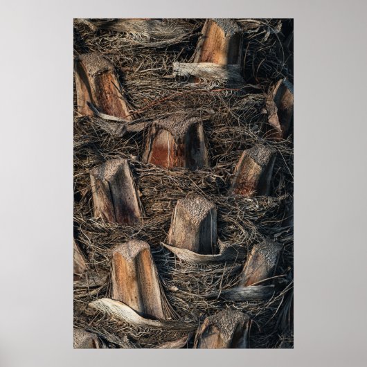 Palmbomen Poster (Voorkant)