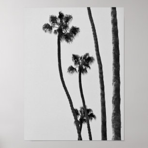 Palmbomen, zwart en wit, fotografisch afdrukken poster