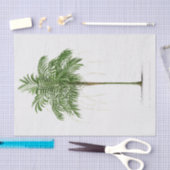  palmboom | Areca (Linospadix) Monostachya Tissuepapier (Craft)