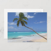 Palmboom Barbados Briefkaart (Voorkant / Achterkant)
