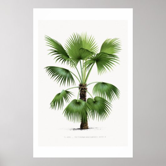 Palmboom botanische schets kunst poster (Voorkant)