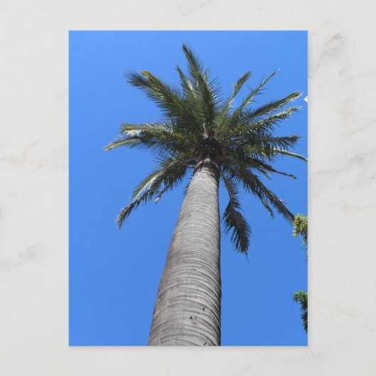 Palmboom Briefkaart (Voorkant)