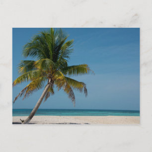 Palmboom en strand 2 briefkaart