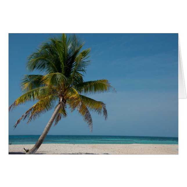 Palmboom en wit zandstrand  2 (Voorkant Horizontaal)