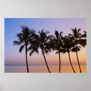 Palmboom, ochtend poster