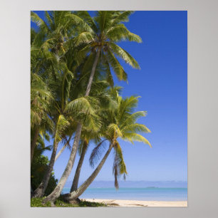 Palmboom omzoomd strand Cook Eilanden 3 Poster