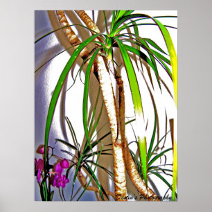 Palmboom Poster
