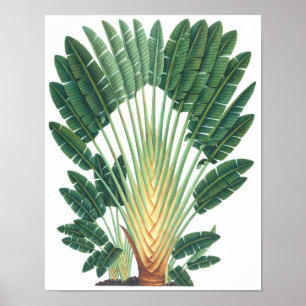 Palmboom Tropisch Plant Poster #1 strandeeg