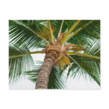 Palmboom van beneden