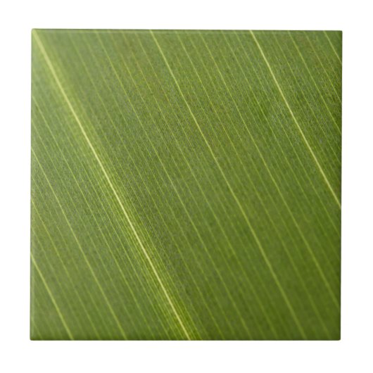 Palmboomblad Tegeltje (Voorkant)