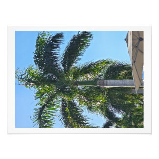 Palmboomprint Foto Afdruk