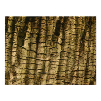 Palmboomschors Foto Afdruk