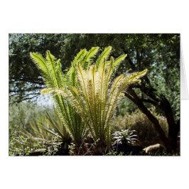 palmen met achtergrondverlichting