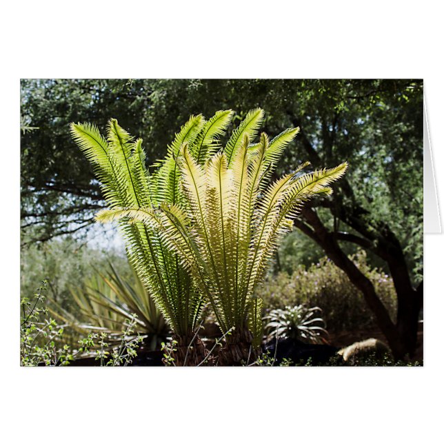 palmen met achtergrondverlichting (Voorkant Horizontaal)