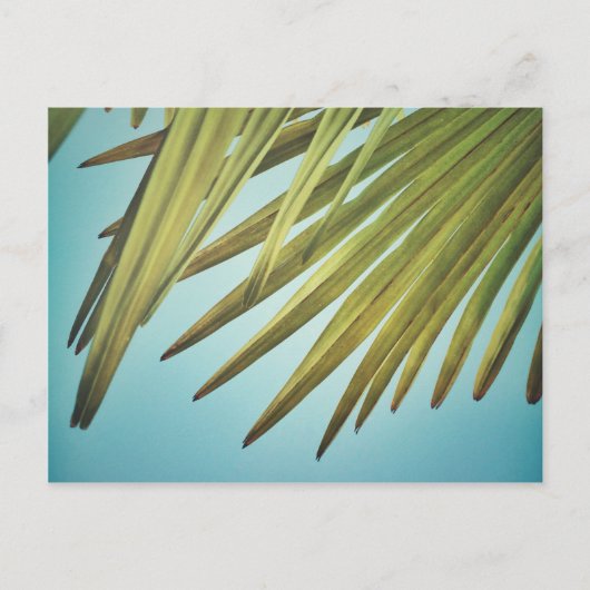 Palmenwedel am Sommerhimmel Briefkaart (Voorkant)