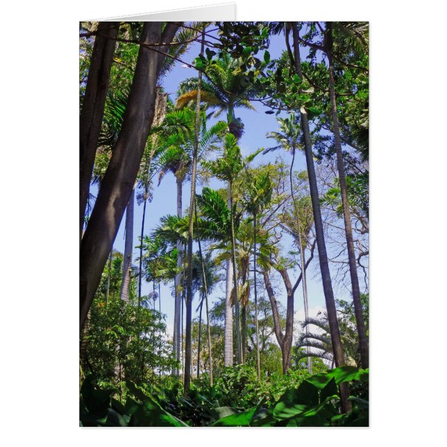 Palmes paradisiaques (Devant)