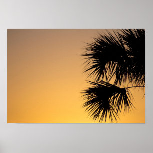 Palmetto-boom, zonnebrand, Florida Poster