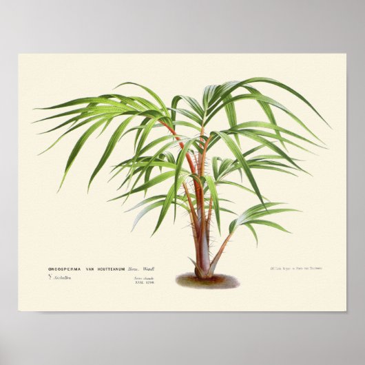  palmflessen poster (Voorkant)