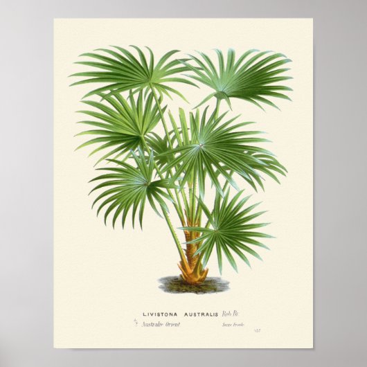 palmflessen poster (Voorkant)