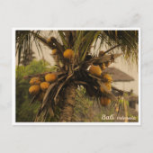 Palmier à Coco, Bali Indonésie - Carte Postale de (Devant)