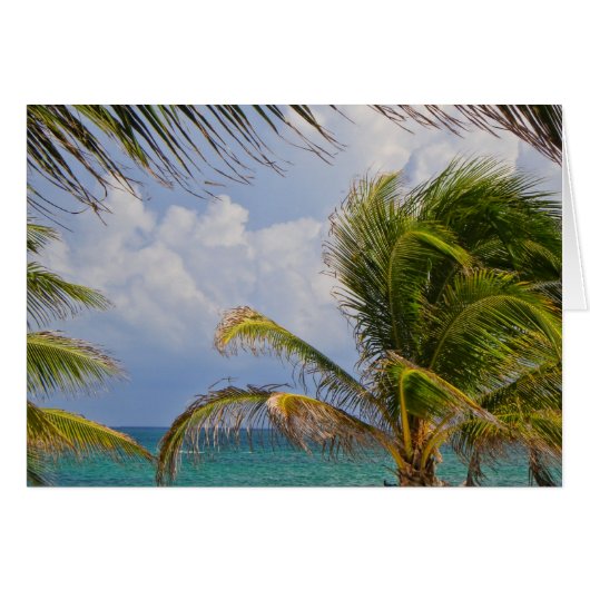 Palmier Tropical encadré (Devant horizontal)