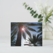 Palmiers de Floride dans la carte Sun Post (Debout devant)