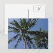 Palmiers sur carte postale (Devant / Derrière)