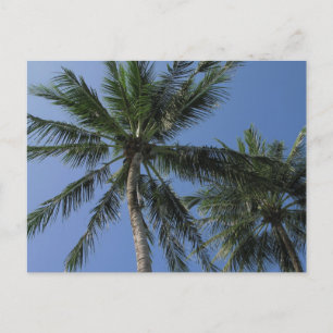Palmiers sur carte postale