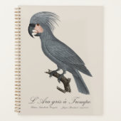 Palmiste noir, Probosciger aterrimus (Devant)