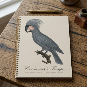 Palmiste noir, Probosciger aterrimus