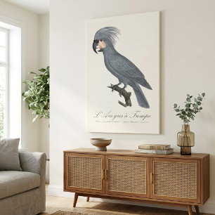 Palmkaketoe, Probosciger aterrimus Canvas Afdruk