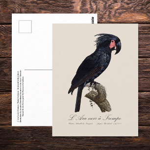 Palmpapegaai, Probosciger aterrimus papegaai, retr Briefkaart