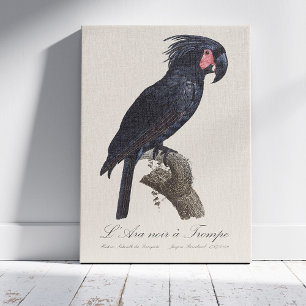 Palmpapegaai, Probosciger aterrimus papegaai, retr Canvas Afdruk
